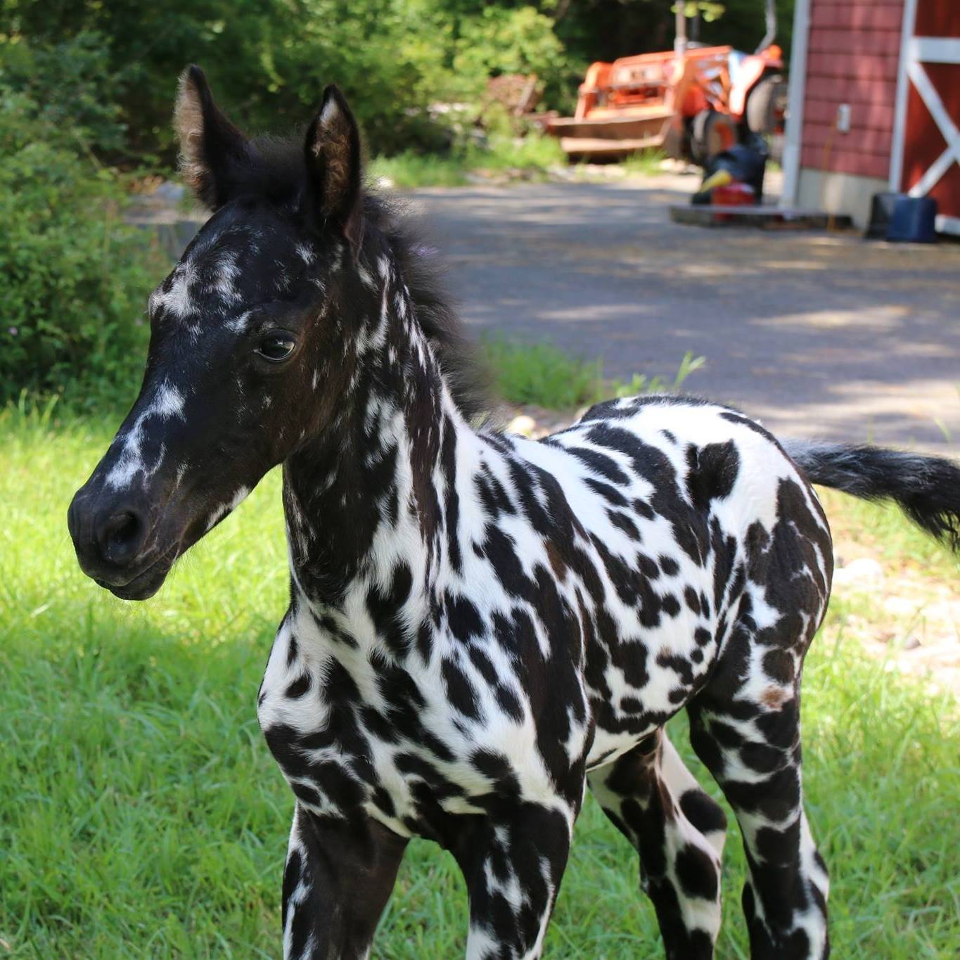 Appaloosa Foal Decadent Colored Sport Horses